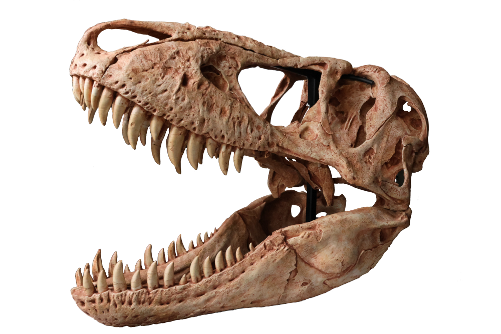 タルボ切り抜きds (1).png