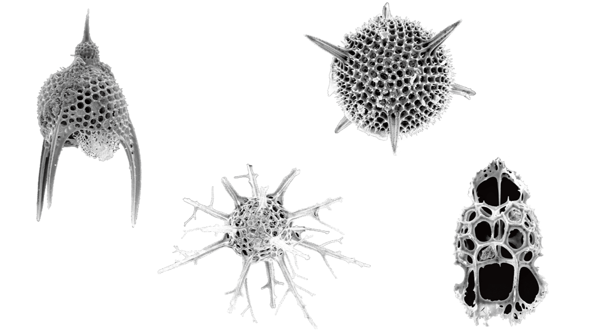 千葉市中央博物館 特別協力 (2) (1).png